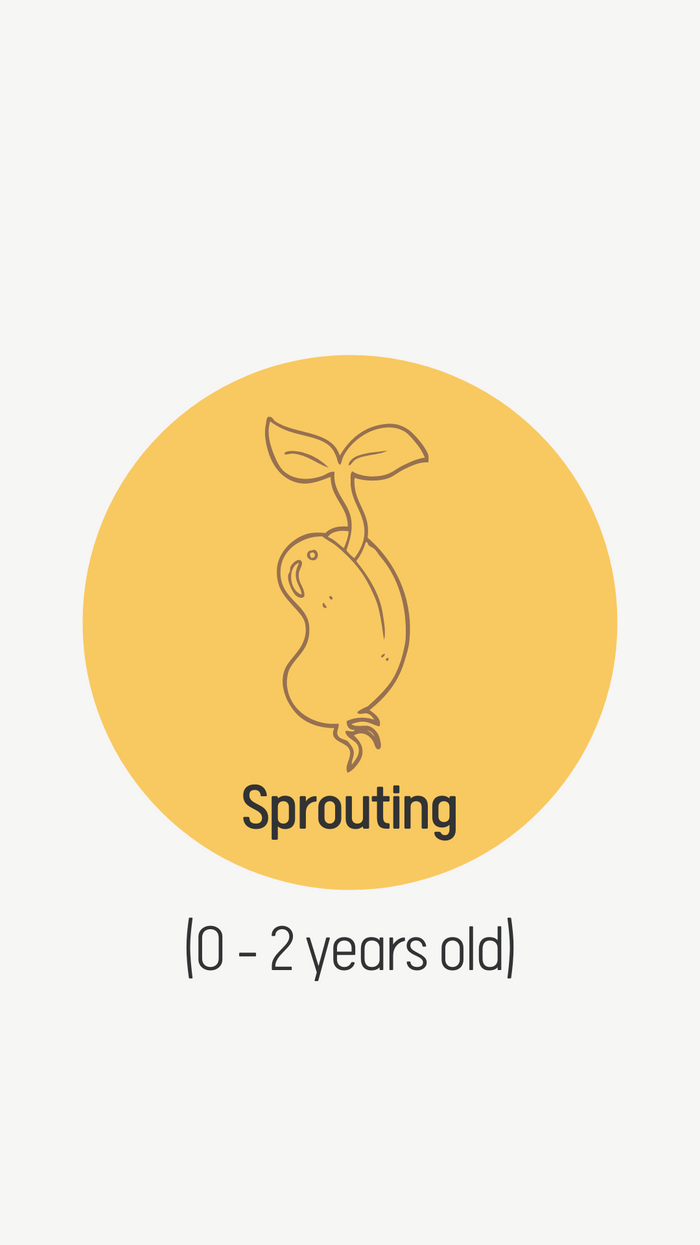 SPROUTING (0 - 2 years old)