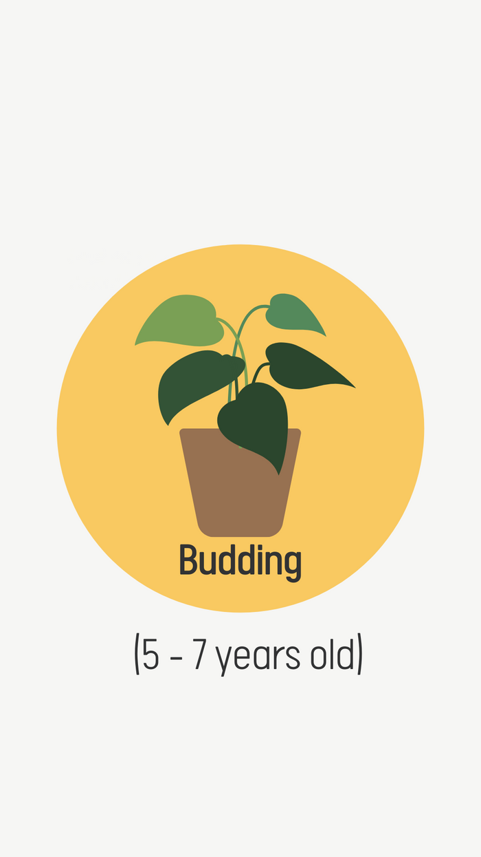 BUDDING (5 - 7 years old)